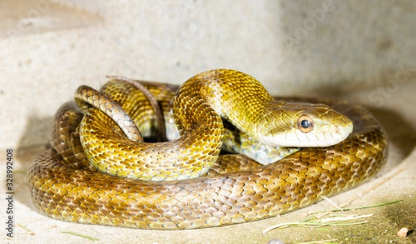 Obraz トグロをまくヘビ