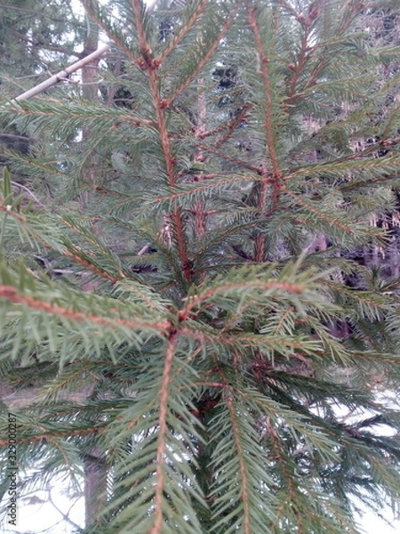 Obraz trees in the forest