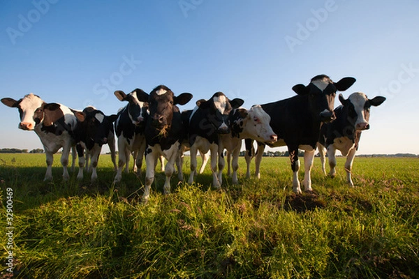 Obraz Dutch cows