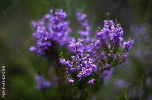 Fototapeta Heather flowers in a summer forest.