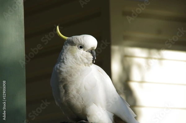 Obraz Cockatoo sitting 