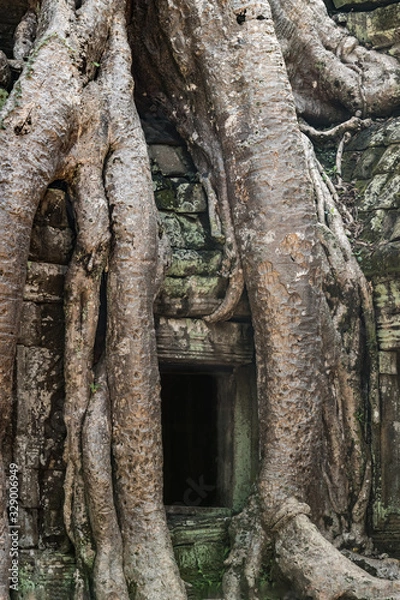 Fototapeta Ta Prohm temple near Angkor Wat, Cambodia