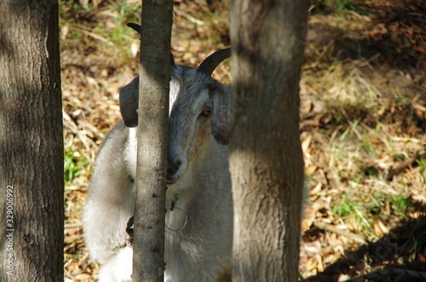 Obraz Goat hiding behind tree