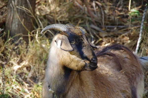 Obraz Goat side profile