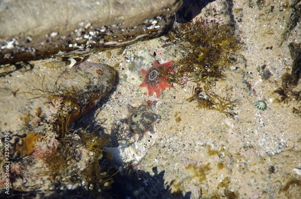 Obraz Starfish underwater