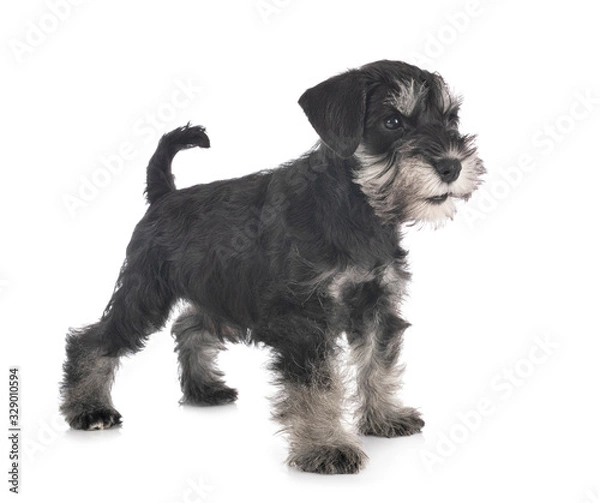 Obraz miniature schnauzer in studio