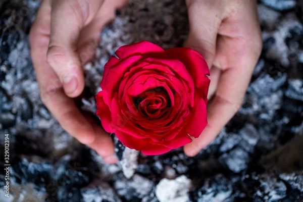 Fototapeta red rose in the hands of a man on the background of burnt ash
