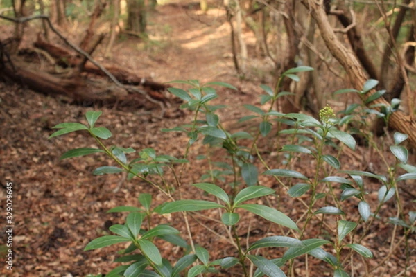 Obraz 野生のミヤマシキミ