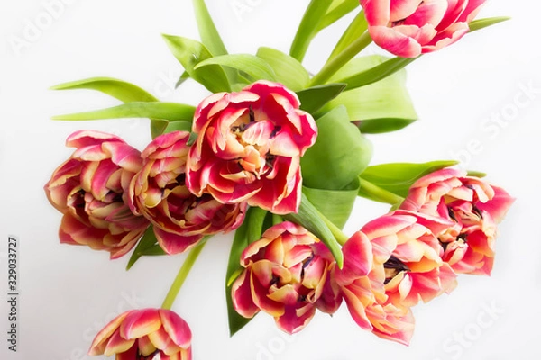 Fototapeta Red blossoming tulips on a white background from above