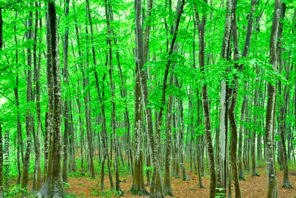 Fototapeta 新潟の新緑の美人林