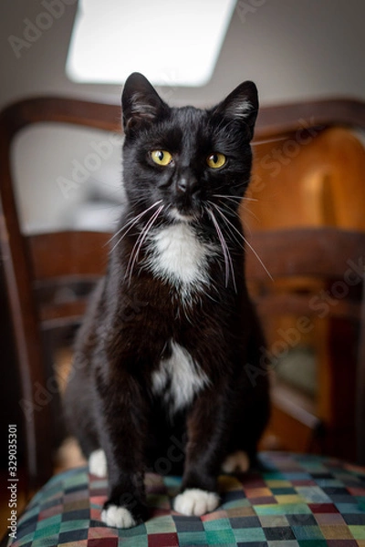 Obraz A black and white cat is sitting relaxed on a chair