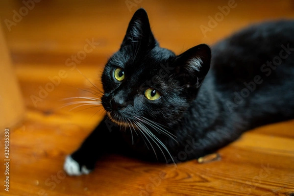 Obraz A black and white cat is sitting relaxed on the floor