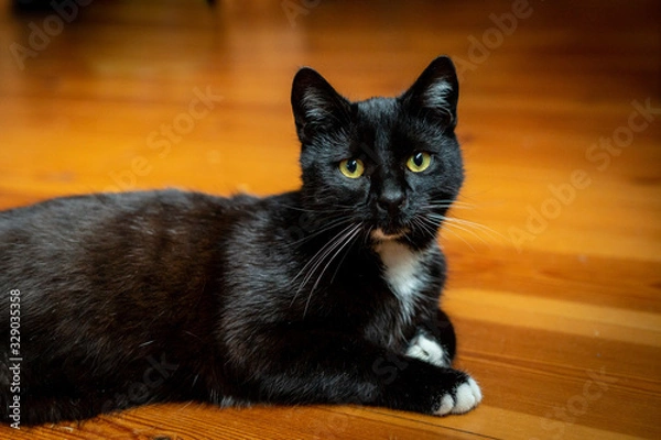 Obraz A black and white cat is sitting relaxed on the floor