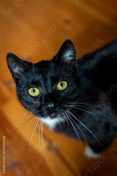 Obraz A black and white cat is sitting relaxed on the floor