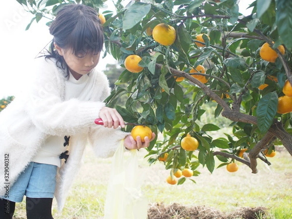 Fototapeta みかん狩りする子供