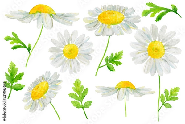 Fototapeta Watercolor hand drawn set with chamomile flowers and green leaves  isolated on white background. Design element for summer card, pattern, invitation, wrapping paper, wallpaper etc.