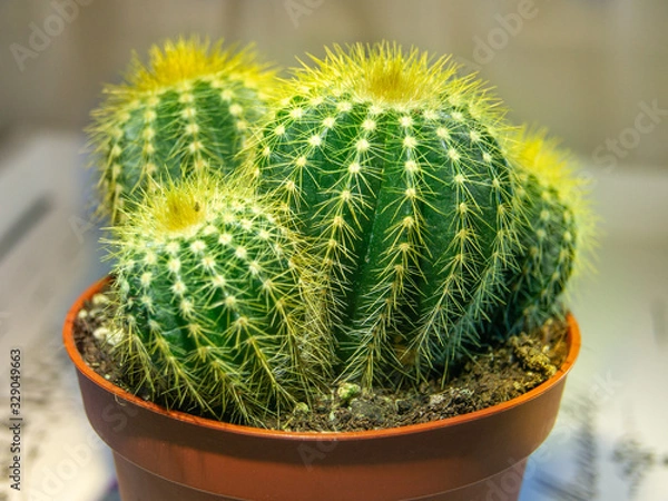 Fototapeta cactus in a pot