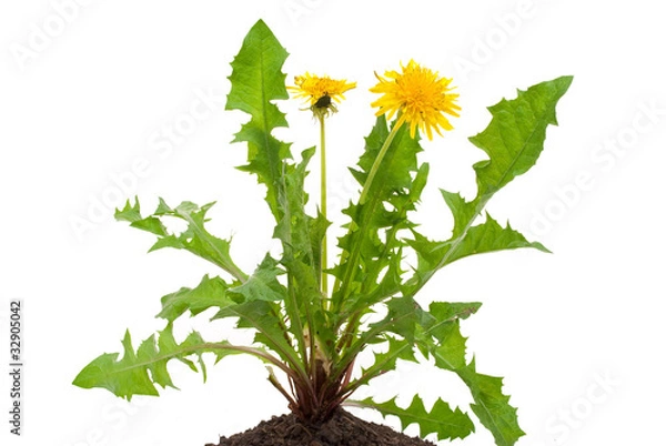 Obraz Dandelions (taraxacum officinale)