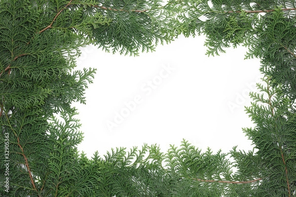 Obraz ヒノキの葉でフレーム素材