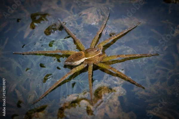 Fototapeta A raft spider floats on the water in anticipation of a meal