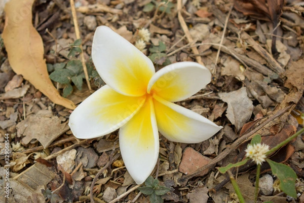 Fototapeta White Falled Flower From Tree on Floor in Autumn Garden Floral Stock Photograph Image