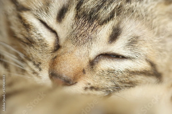 Fototapeta 眠いネコ