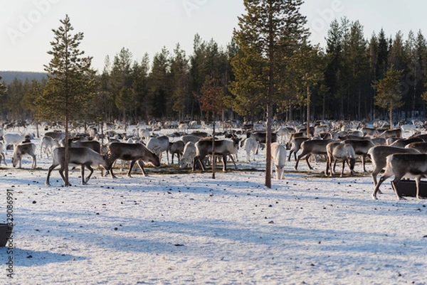 Obraz Reindeers in natural environment with snow, Lapland, north Sweden, during winter