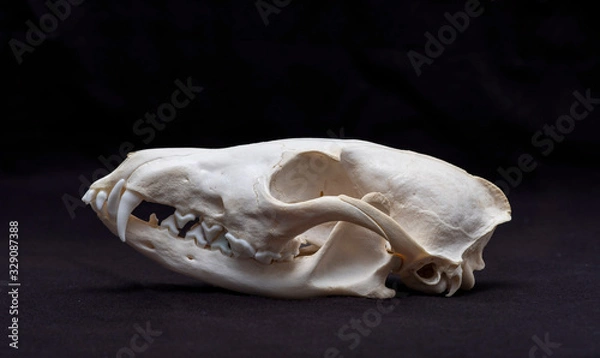 Obraz Fox skull