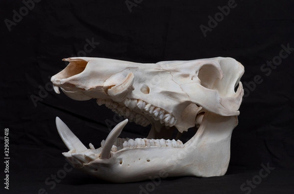 Obraz Big boar skull
