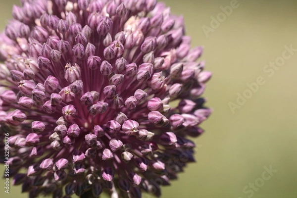 Obraz ail d'ornement