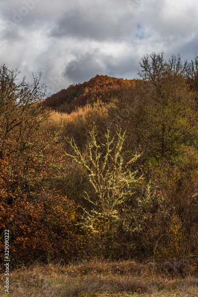 Obraz Moss covered bushes with hills on background