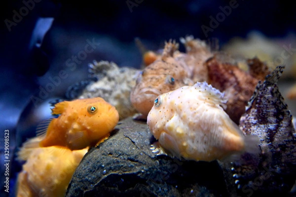 Obraz 三人寄れば文殊の知恵な可愛いフウセンウオ達