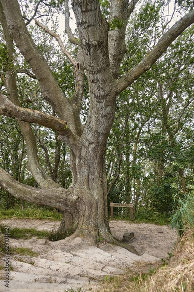 Fototapeta Jons Kapel, Bornholm island, Denmark - July 02, 2019. Trail to the Jons Kapel (John's Chapel) - a 22-metre high solitary rock which resembles a church tower, Bornholm island, Denmark