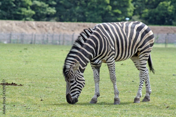 Obraz african zebra