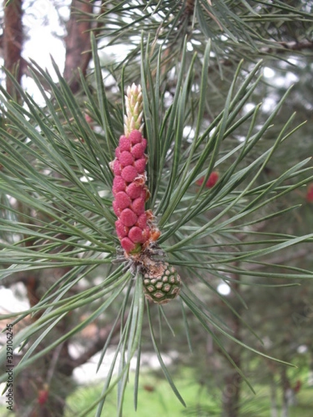 Obraz pine tree branch with cones