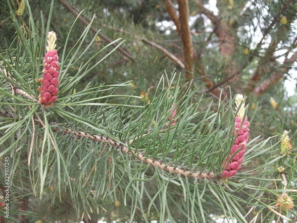 Obraz pine branch with cones