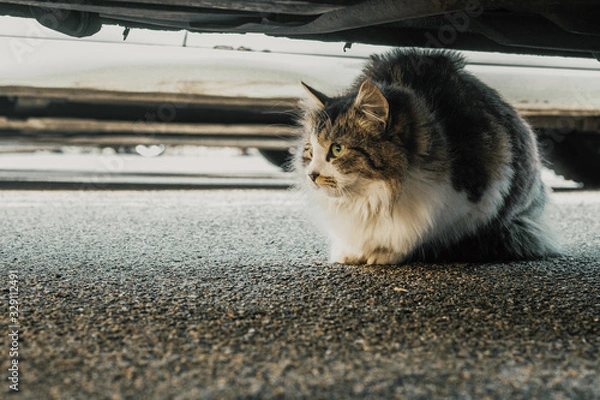 Fototapeta Wild cat with green eyes is on the grey background