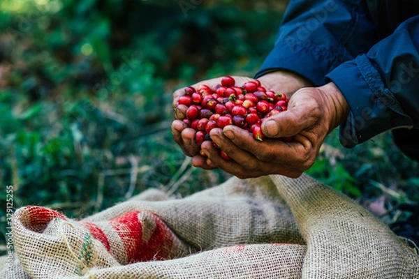 Fototapeta Farmers picked fresh red coffee berries from sacks of hemp.