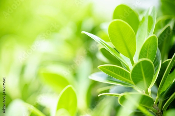 Fototapeta Beautiful nature view of green leaf on blurred greenery background in garden and sunlight with copy space using as background natural green plants landscape, ecology, fresh wallpaper concept.