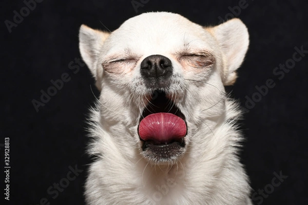 Obraz Gähnender Chihuahua