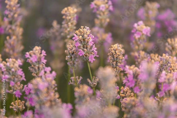 Fototapeta Close up of a beautiful lavander field in the summer time, Gorun, Bulgaria