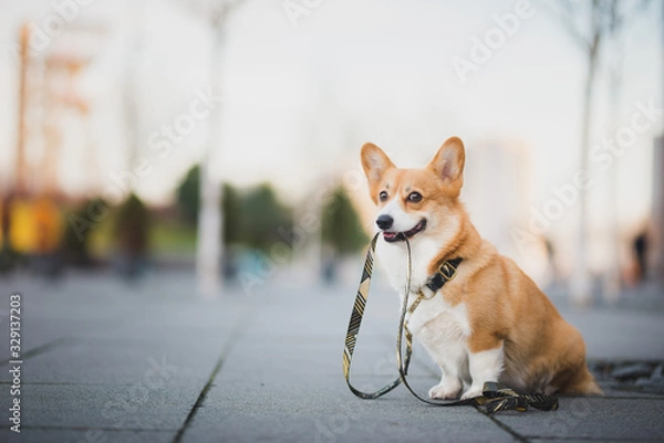 Fototapeta Szczęśliwy walijski Corgi Pembroke Dog Portait trzymający smycz podczas spaceru po centrum miasta