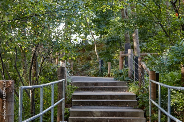 Obraz Stairs in the forest