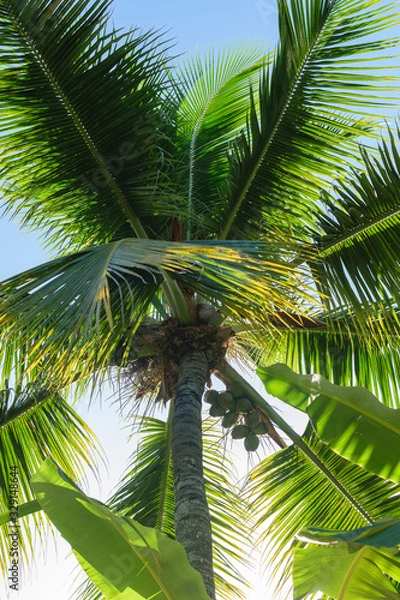 Fototapeta palm tree with coconuts