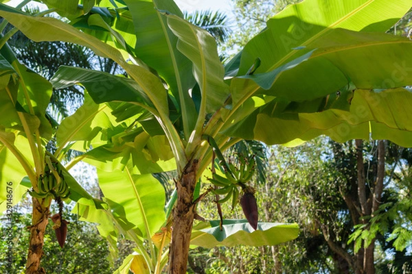 Fototapeta palm tree in the garden