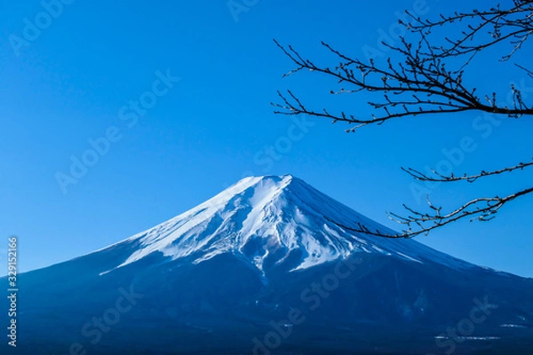 Fototapeta A distant view on Mt Fuji in Japan on a clear, wintery day. The top parts of the volcano are covered with a layer of snow. Holly mountain of Japan. A few tree branches in the frame.