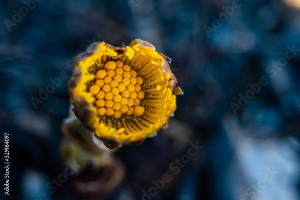 Obraz , желтый цветок, макро съемка на синем фоне