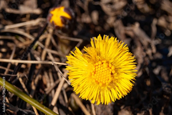 Obraz Первый весенний красивый желтый цветок 
