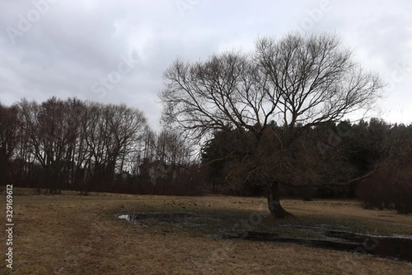 Fototapeta unique tree in spring belarusian park