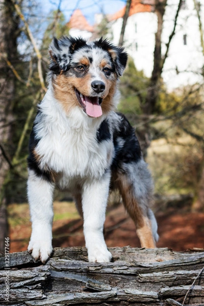 Obraz Australian Shepherd puppy.